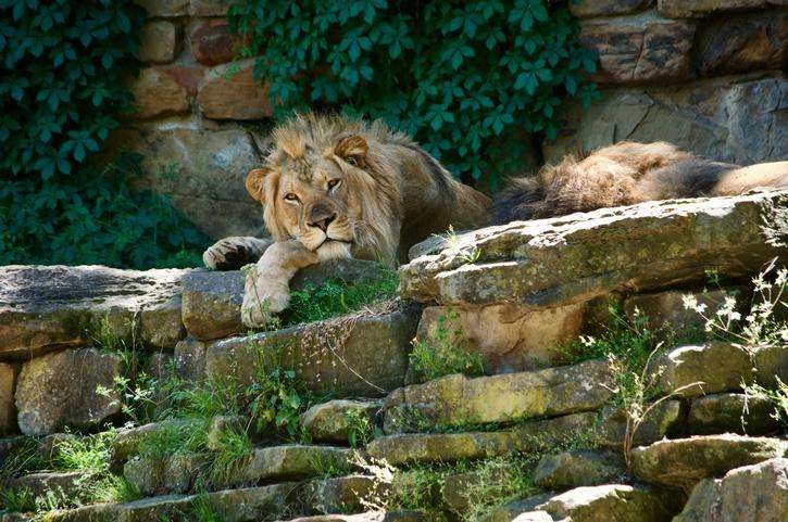 Siliguri Zoo Under Fire for Naming Lioness Sita and Lion Akbar