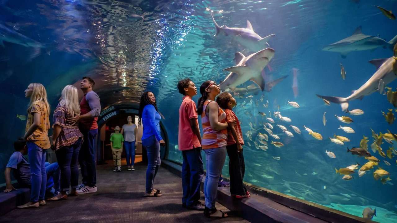 under-water-tunnel-aquarium-gandhinagar-0